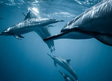 huatihui：在花香与安静之间，遇见更好的自己